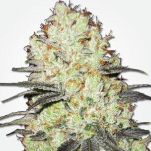 Buy Strawberry Cough Marijuana Seeds USA - Abundant Life Seeds