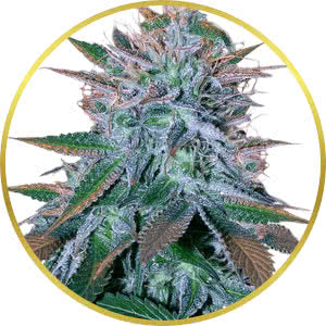 Buy White Widow Marijuana Seeds USA - Abundant Life Seeds