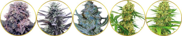 top-rated list of the best marijuana strains to grow hydroponically