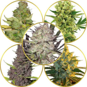 Top 5 Best Sativa Strains To Grow (Sativa Dominant) - Abundant Life Seeds