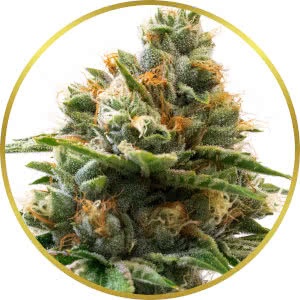 Grapefruit Feminized Seeds for sale from Homegrown