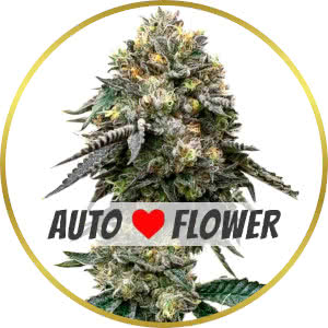 Blackberry Autoflower Seeds for sale from Homegrown